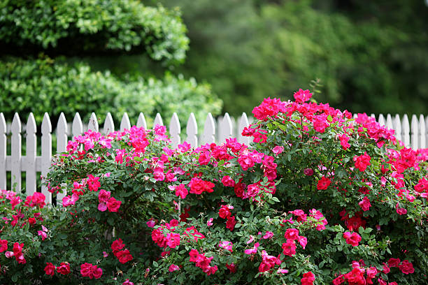 roses on fence